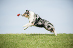 spielender Australian Shepherd