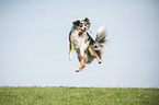 spielender Australian Shepherd