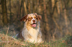 liegender Australian Shepherd