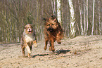 2 rennende Hunde