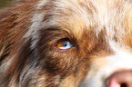 Australian Shepherd Auge