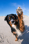 Australian Shepherd gibt Pftchen
