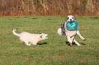 2 spielende Australian Shepherd