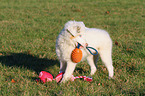 Australian Shepherd Welpe