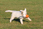 spielender Australian Shepherd Welpe