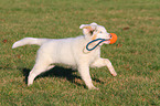 spielender Australian Shepherd Welpe