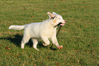 rennender Australian Shepherd Welpe