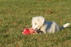 liegender Australian Shepherd Welpe