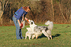 Frau mit 2 spielenden Australian Shepherd