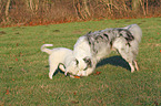 2 spielende Australian Shepherd