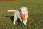 spielender Australian Shepherd Welpe
