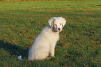 sitzender Australian Shepherd Welpe