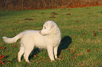 Australian Shepherd Welpe