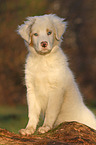 Australian Shepherd Welpe