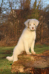 Australian Shepherd Welpe