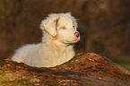 Australian Shepherd Welpe