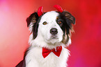 Australian Shepherd Portrait