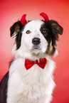 Australian Shepherd Portrait