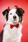 Australian Shepherd Portrait