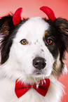 Australian Shepherd Portrait