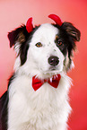 Australian Shepherd Portrait