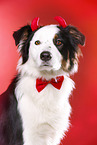 Australian Shepherd Portrait