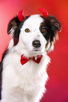 Australian Shepherd Portrait