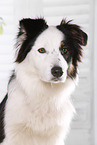 Australian Shepherd Portrait