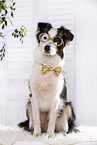 sitzender Australian Shepherd