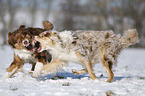 Australian Shepherds spielen miteinander