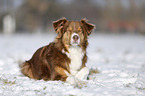 red tri Australian Shepherd im Schnee