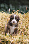 Australian Shepherd Welpe