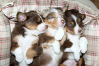 Australian Shepherd Welpen