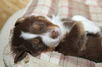Australian Shepherd Welpe