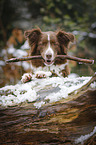 liegender Australian Shepherd