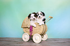 2 Australian Shepherd Welpen