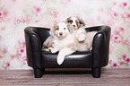 2 Australian Shepherd Welpen