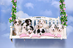 Australian Shepherd Welpen