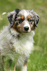 Australian Shepherd Welpe