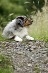 Australian Shepherd Welpe