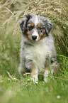 Australian Shepherd Welpe