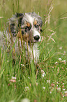 Australian Shepherd Welpe