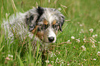 Australian Shepherd Welpe