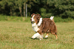 laufender Australian Shepherd