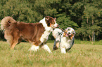 Australian Shepherds