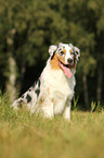 sitzender Australian Shepherd