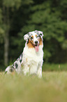 sitzender Australian Shepherd