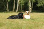 2 Hunde