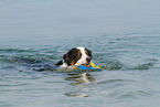 spielender Australian Shepherd