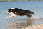 rennender Australian Shepherd